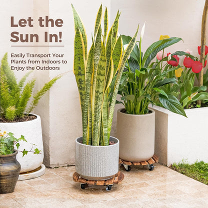 CLGardenLTD Plant Stand Outdoor Rolling Tray Plant Caddy with Wheels 12in Plant Caster with Wheels Planter Caddy Flower Cart Plant Dolly for Heavy Duty Large Plants Plant Rollers (2 Pack )