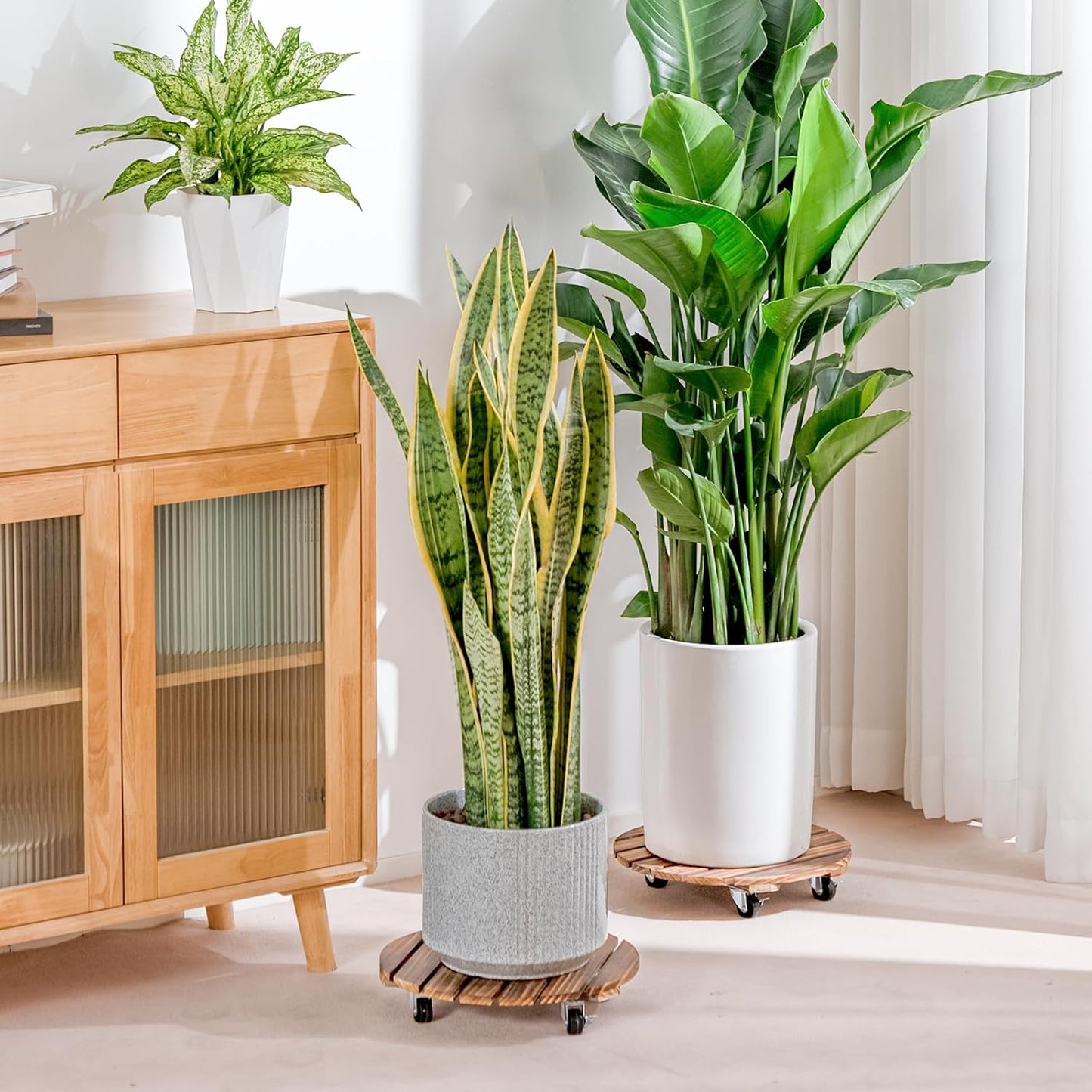 CLGardenLTD Plant Stand Outdoor Rolling Tray Plant Caddy with Wheels 12in Plant Caster with Wheels Planter Caddy Flower Cart Plant Dolly for Heavy Duty Large Plants Plant Rollers (2 Pack )